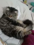 Valentina