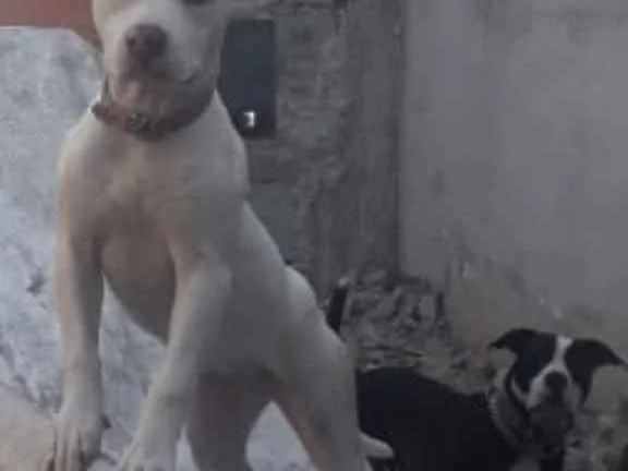 Cachorro ra a Pit Bull idade 1 ano nome Drucell e Havenna