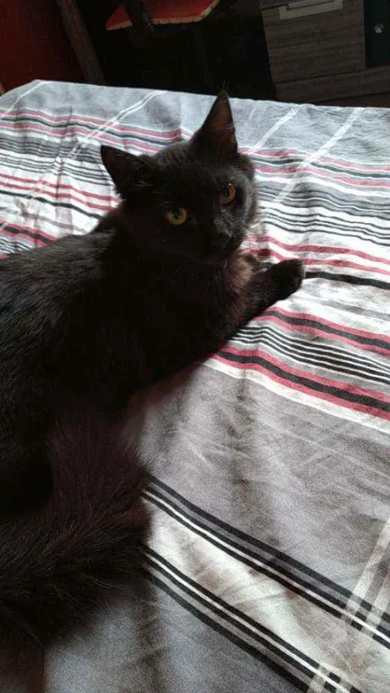 Gato raça Mestiço idade 1 ano nome Xande