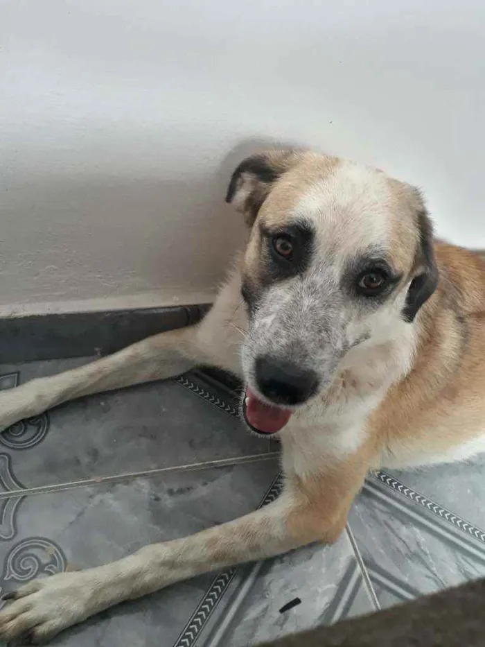 Cachorro ra a Sem raça definida  idade 1 ano nome Vagabundo