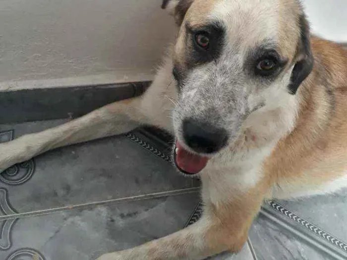 Cachorro ra a Sem raça definida  idade 1 ano nome Vagabundo