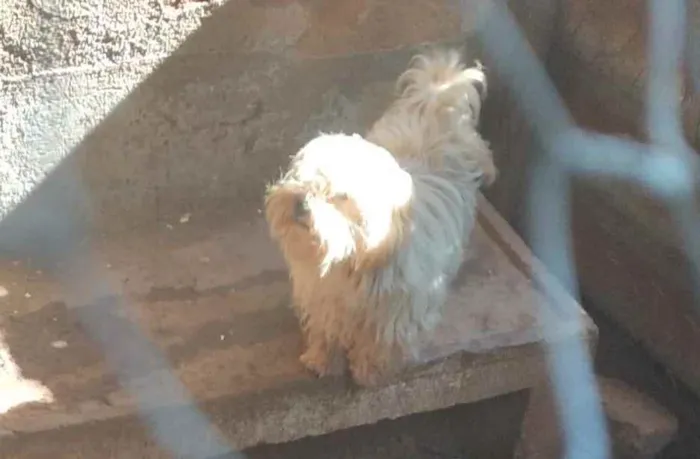 Cachorro raça Puldo idade 1 ano nome Luna 