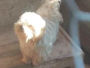 Cachorro raça Puldo idade 1 ano nome Luna 