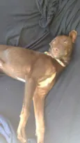 Todinho