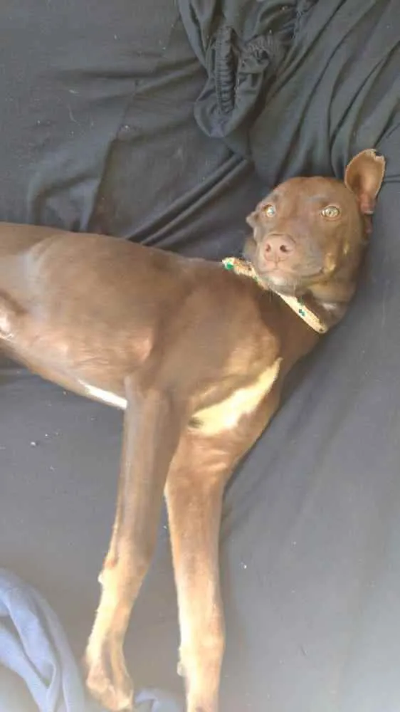 Cachorro raça Nao seí idade 2 a 6 meses nome Todinho