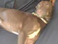 Todinho