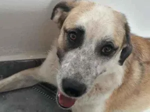 Cachorro raça Sem raça definida  idade 1 ano nome Vagabundo