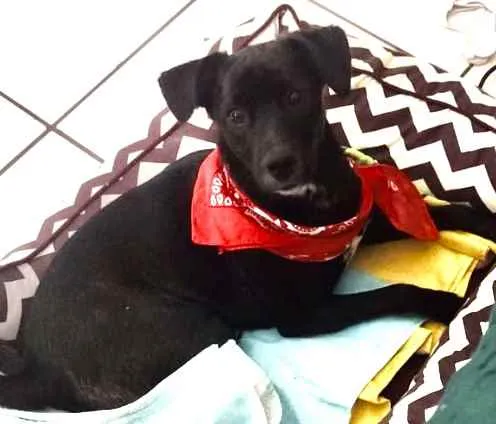 Cachorro ra a Mestiço  idade 7 a 11 meses nome Pedro 