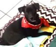 Pedro