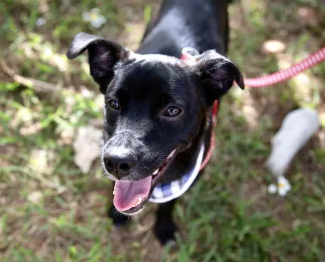 Cachorro ra a Mestiço  idade 7 a 11 meses nome Pedro 