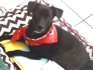 Cachorro raça Mestiço  idade 7 a 11 meses nome Pedro 