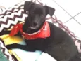 Pedro