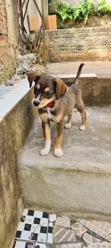 Cachorro ra a Vira-lata  idade 2 a 6 meses nome Bartô 