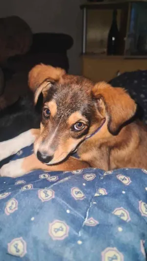 Cachorro raça Vira-lata  idade 2 a 6 meses nome Bartô 