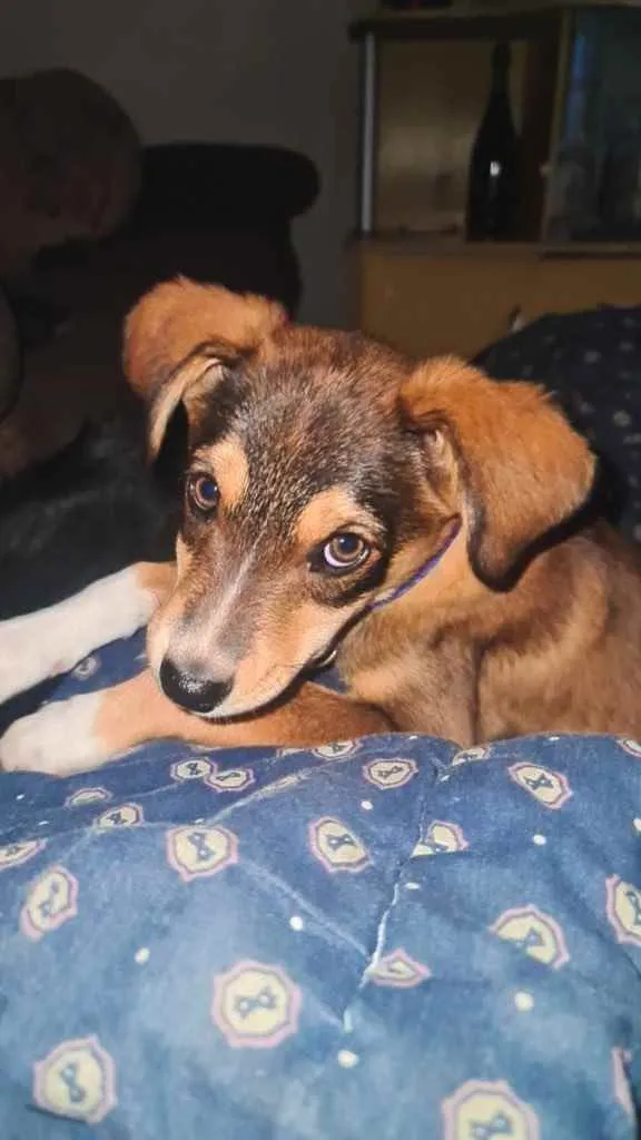 Cachorro ra a Vira-lata  idade 2 a 6 meses nome Bartô 
