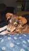 Cachorro raça Vira-lata  idade 2 a 6 meses nome Bartô 