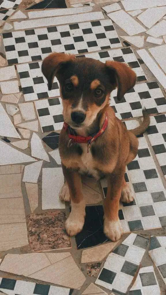 Cachorro ra a Vira-lata  idade 2 a 6 meses nome Bartô 