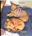 Cachorro raça Pinscher mix idade 2 anos nome Bisteka e Kostela 