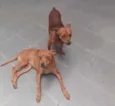 Cachorro raça Pinscher mix idade 2 anos nome Bisteka e Kostela 