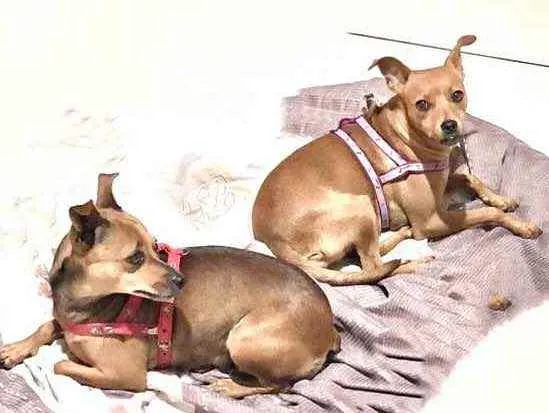 Cachorro raça Pinscher mix idade 2 anos nome Bisteka e Kostela 