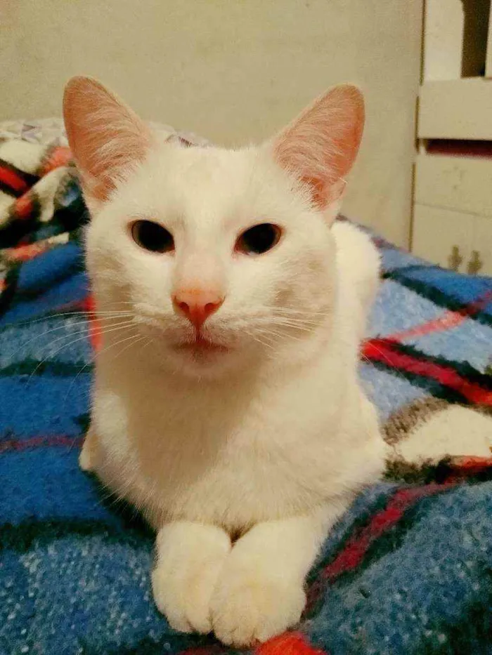 Gato ra a Sem raça idade 2 anos nome Boots