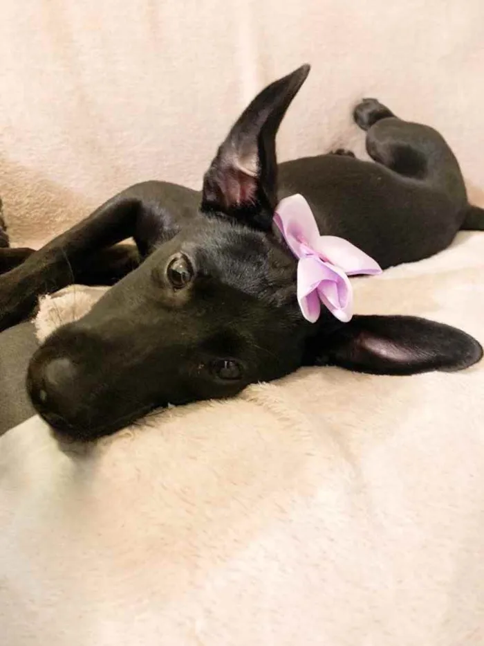 Cachorro ra a SRD idade 2 a 6 meses nome Bela
