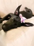 Bela