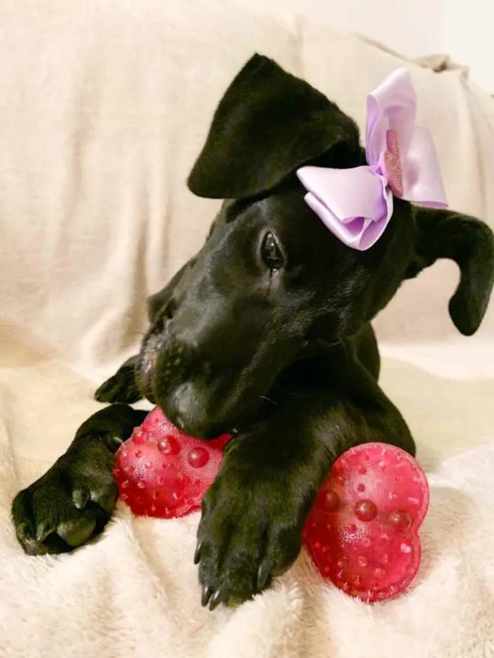 Cachorro ra a SRD idade 2 a 6 meses nome Bela