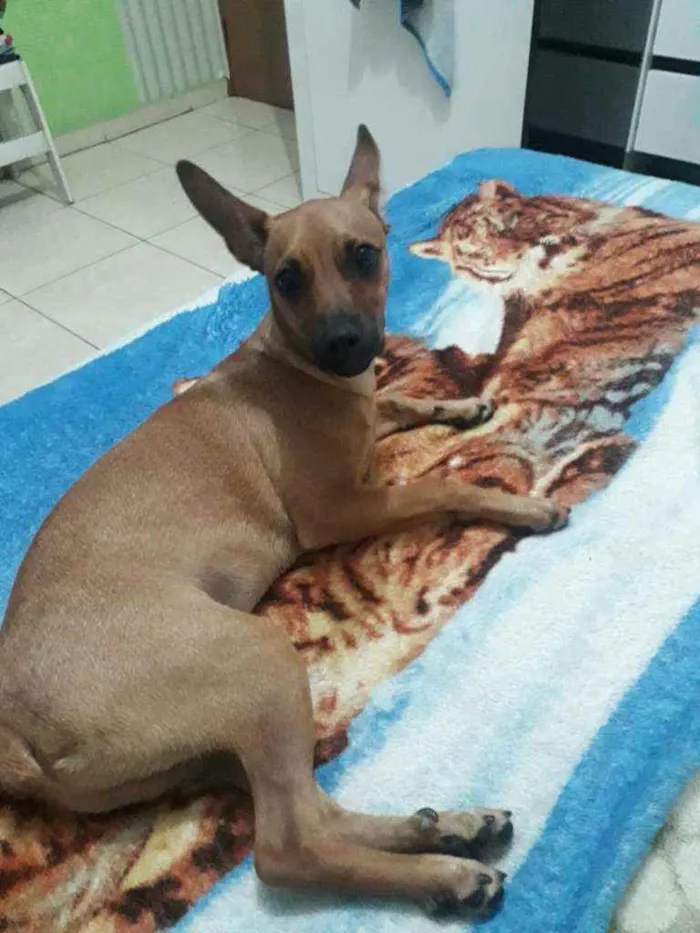 Cachorro ra a Pinscher  idade 7 a 11 meses nome Alvim