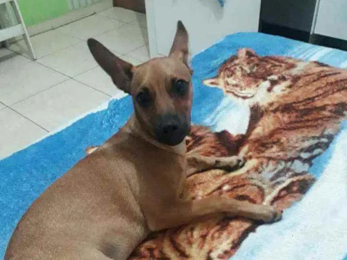 Cachorro ra a Pinscher  idade 7 a 11 meses nome Alvim