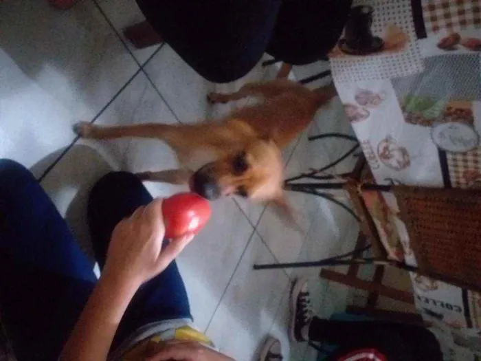 Cachorro ra a Pinscher  idade 7 a 11 meses nome Alvim