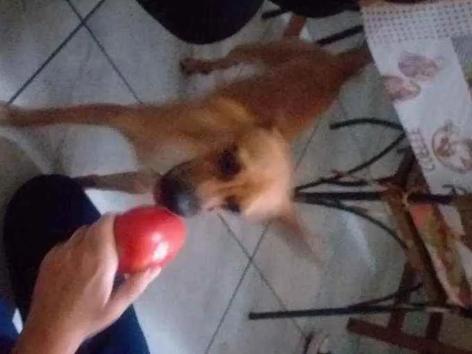 Cachorro ra a Pinscher  idade 7 a 11 meses nome Alvim