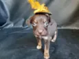 PUPPIES
