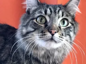 Gato raça Srd idade 1 ano nome Haruki peludinho 