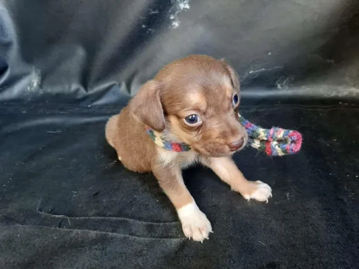 Cachorro ra a SRD-ViraLata idade Abaixo de 2 meses nome macho1