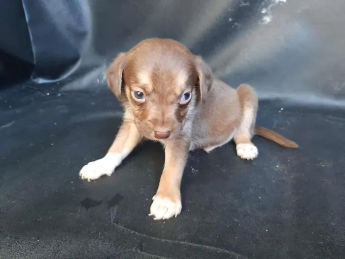 Cachorro ra a SRD-ViraLata idade Abaixo de 2 meses nome macho1