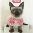 Gato raça Sem raça definida  idade 2 a 6 meses nome Smile