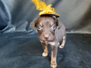 Cachorro raça SRD-ViraLata idade Abaixo de 2 meses nome macho 2
