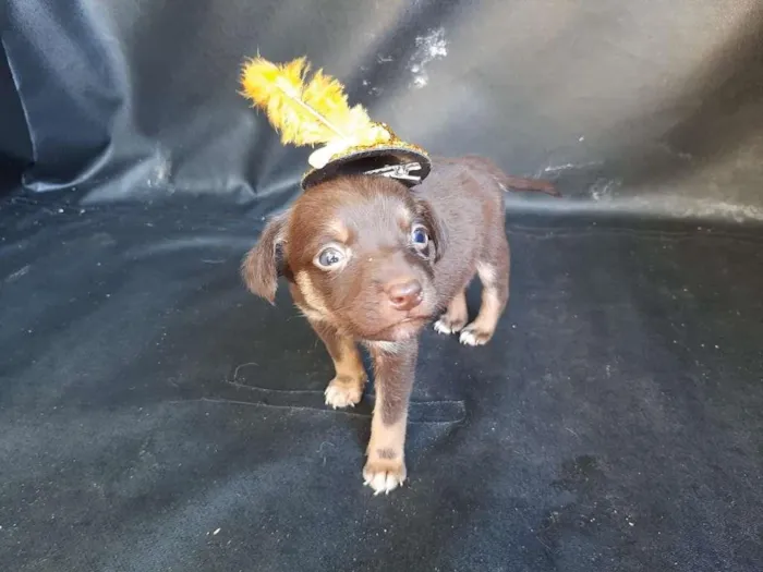 Cachorro ra a SRD-ViraLata idade Abaixo de 2 meses nome macho 2