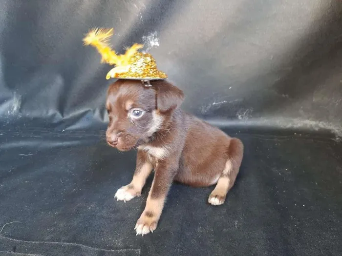Cachorro ra a SRD-ViraLata idade Abaixo de 2 meses nome macho 2