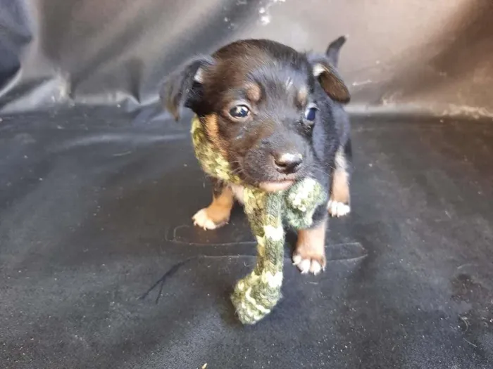 Cachorro ra a SRD-ViraLata idade Abaixo de 2 meses nome macho 3