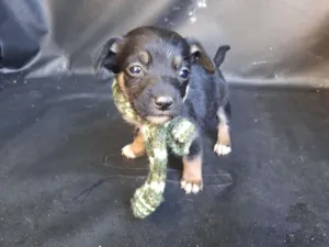 Cachorro raça SRD-ViraLata idade Abaixo de 2 meses nome macho 3