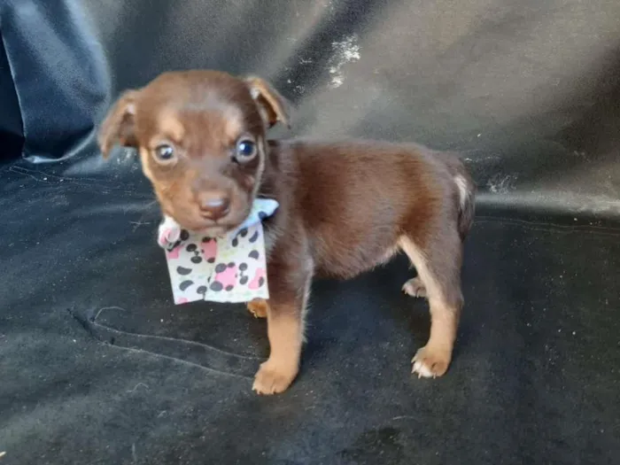 Cachorro raça SRD-ViraLata idade Abaixo de 2 meses nome femea 1