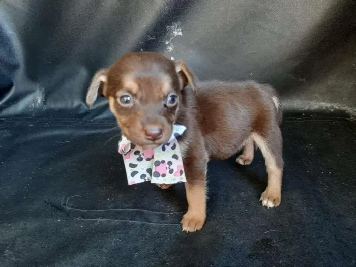 Cachorro raça SRD-ViraLata idade Abaixo de 2 meses nome femea 1