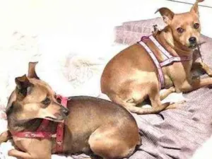Cachorro raça Pinscher mix idade 2 anos nome Bisteka e Kostela 