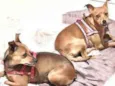 Cachorro raça Pinscher mix idade 2 anos nome Bisteka e Kostela 
