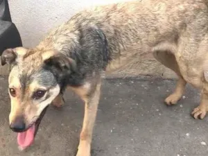 Cachorro raça Srd idade 1 ano nome Lupycínio 