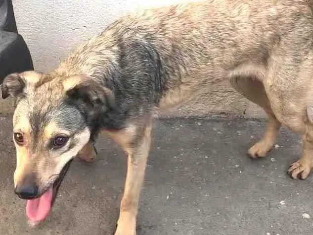 Cachorro raça Srd idade 1 ano nome Lupycínio 