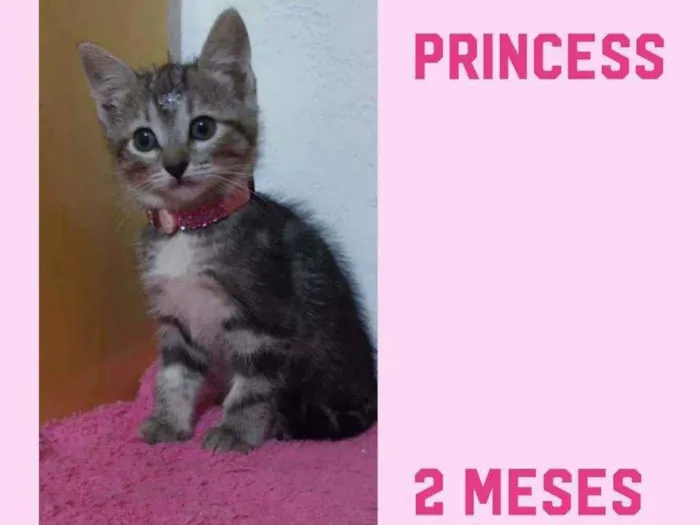 Gato raça SRD  idade Abaixo de 2 meses nome Princess 