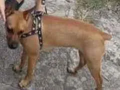 Cachorro raça Pinscher  idade 7 a 11 meses nome Alvim